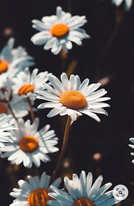 Meet your Posher, Nyla